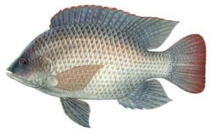 Peixe Tilápia Inteiro